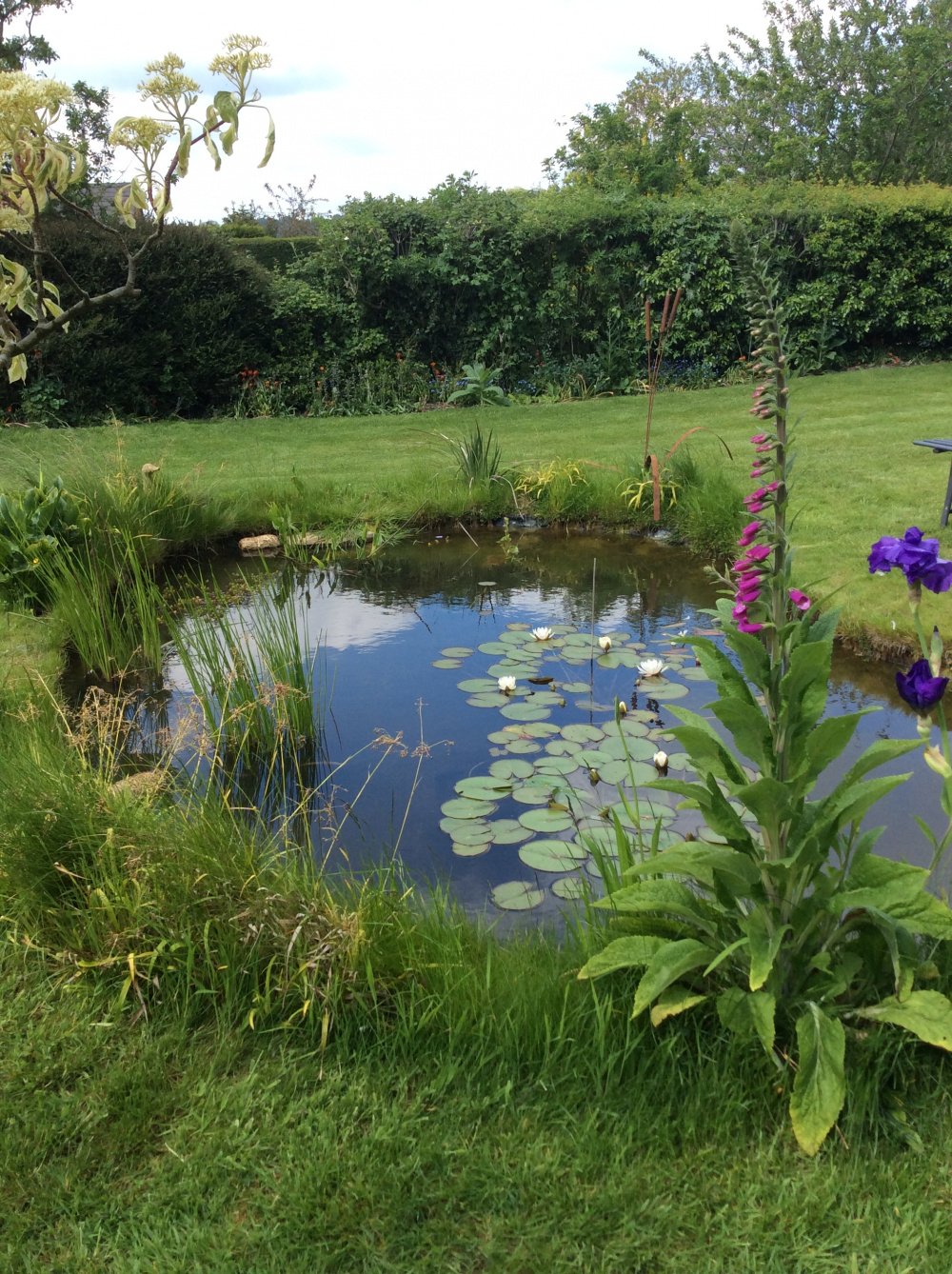 Wildlife Pond Page 2 — BBC Gardeners' World Magazine