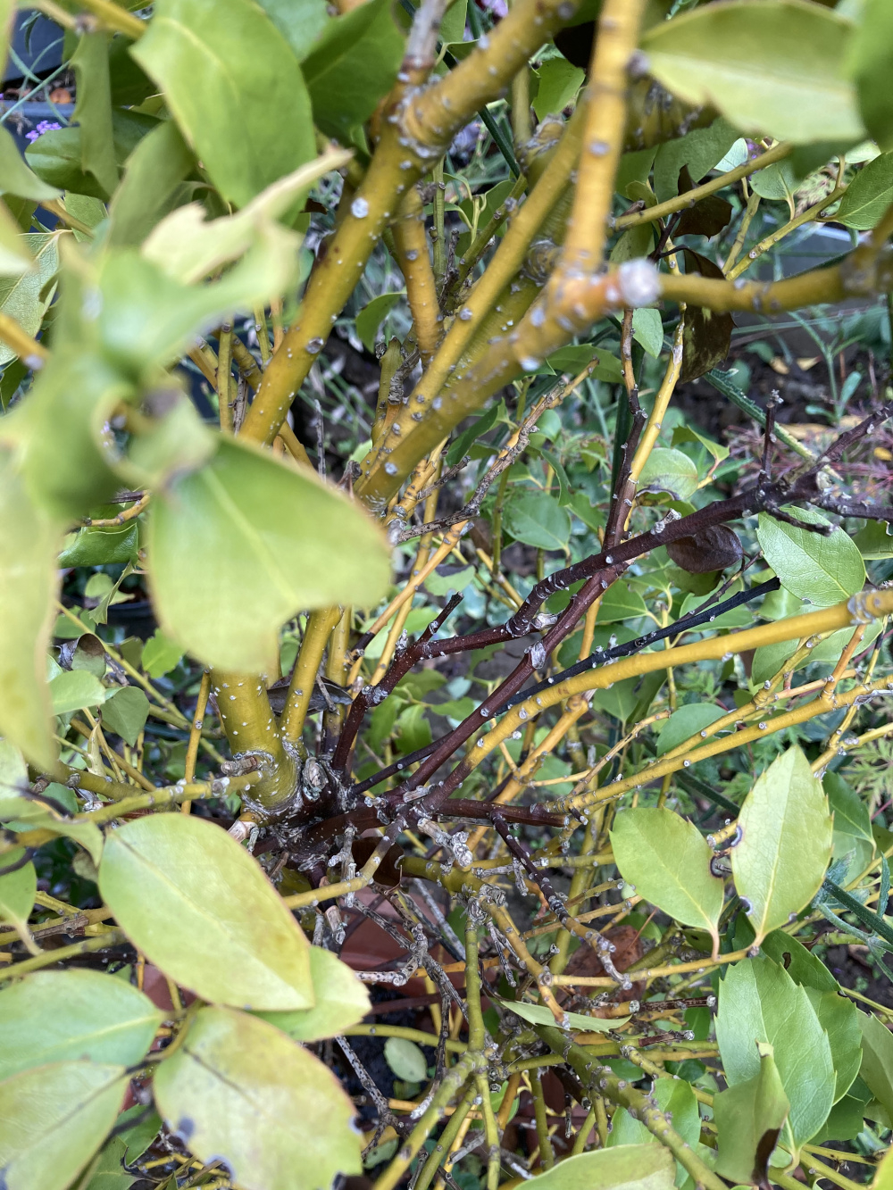 What's wrong with my Holly? — BBC Gardeners' World Magazine