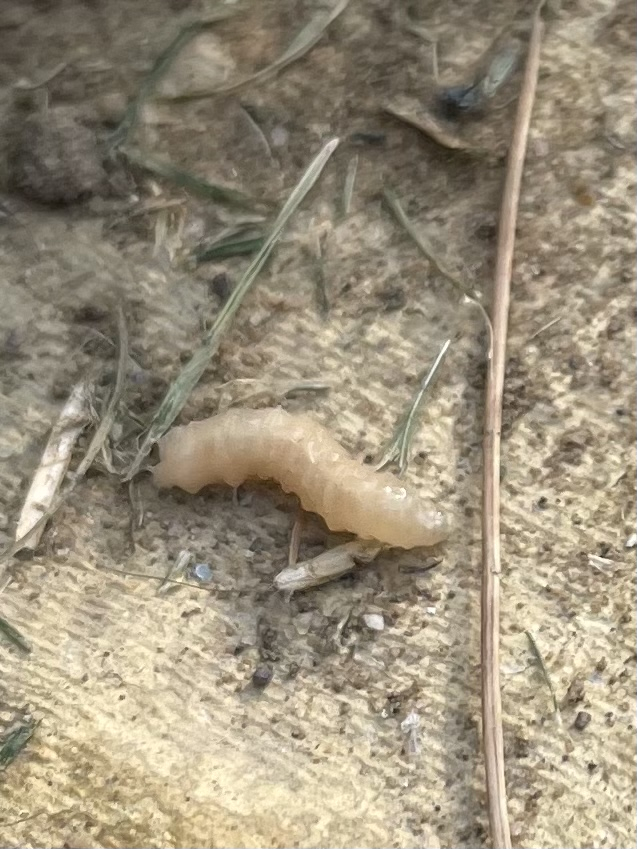 Maggots in lawn — BBC Gardeners' World Magazine