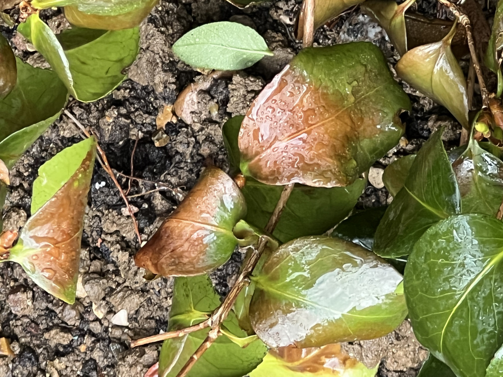 Camellia is dying 😩 looking for help urgently 🙏🏼 — BBC Gardeners' World