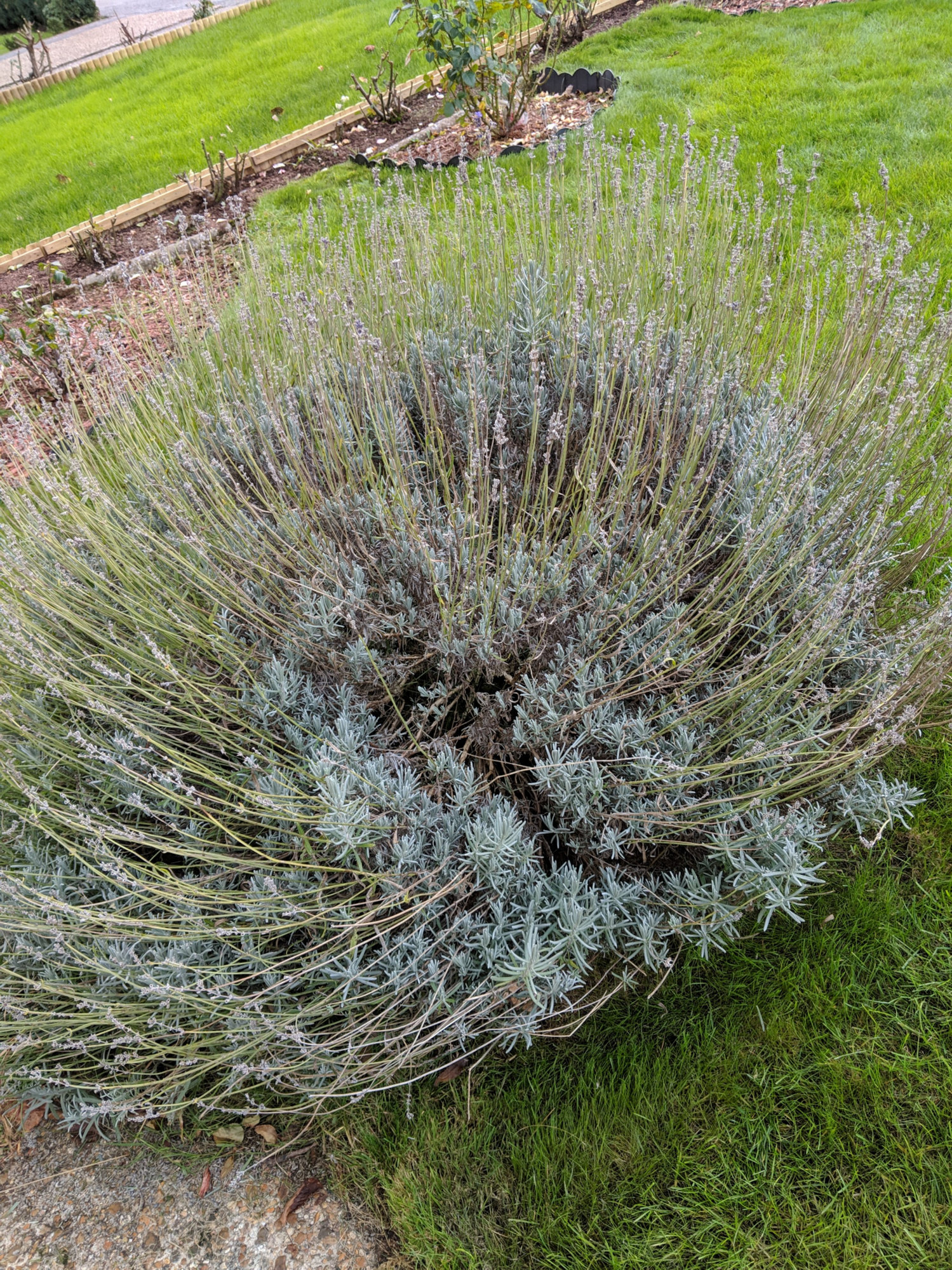 Cutting back plants — BBC Gardeners' World Magazine