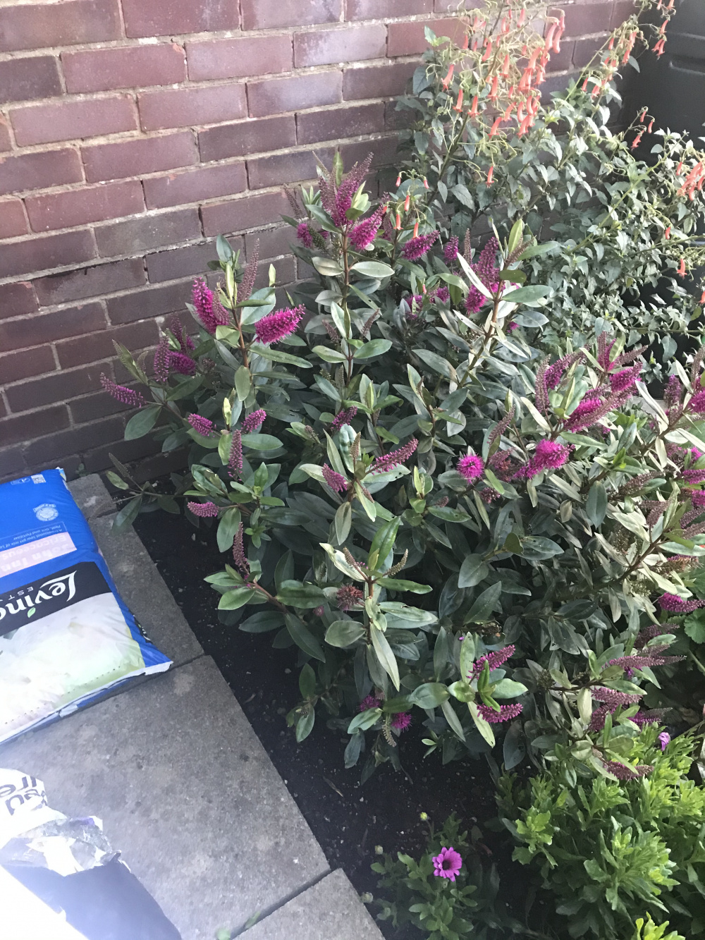 Hebe pruning — BBC Gardeners' World Magazine