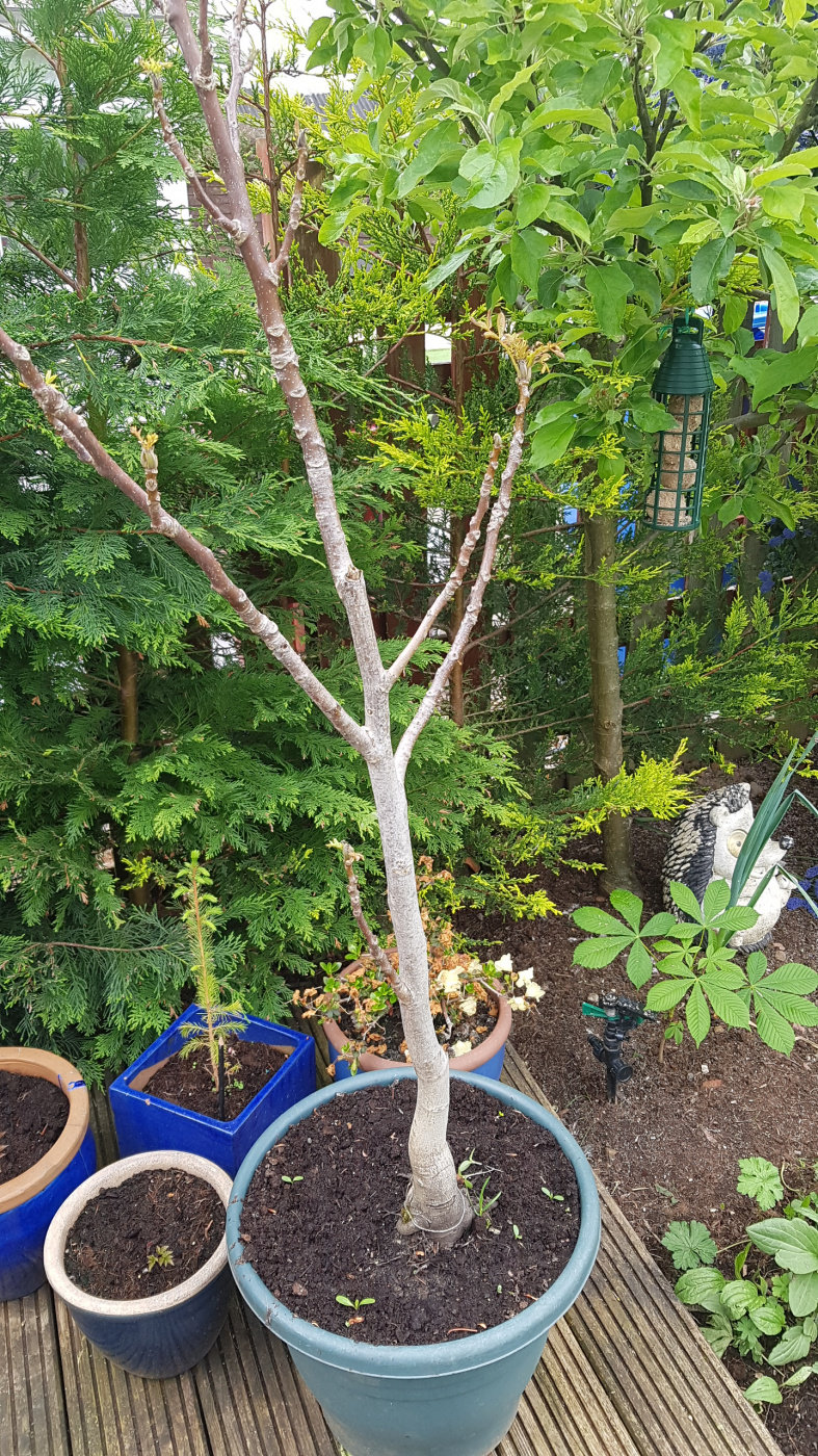 Walnut tree in pot 6years — BBC Gardeners' World Magazine