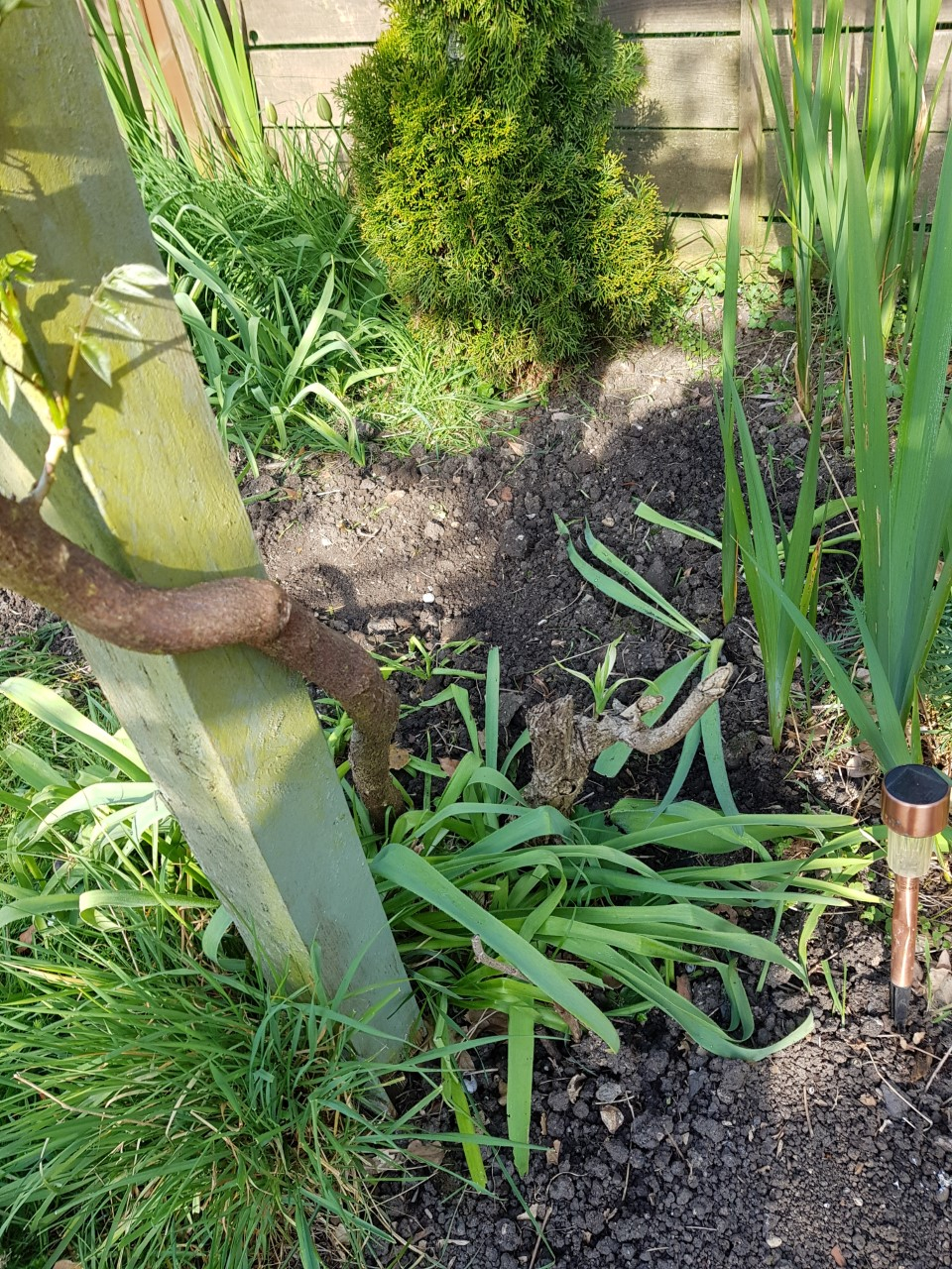 Is my wisteria dead? — BBC Gardeners' World Magazine
