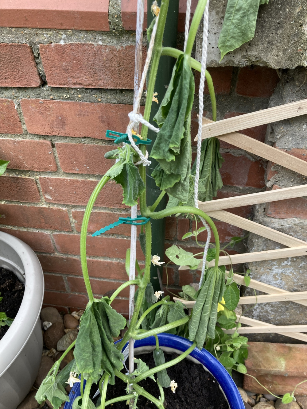 Drooping cucumber what has happened? — BBC Gardeners' World Magazine