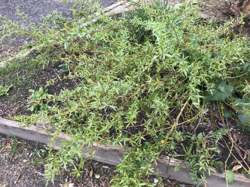 Getting rid of a willow tree stump — BBC Gardeners' World Magazine