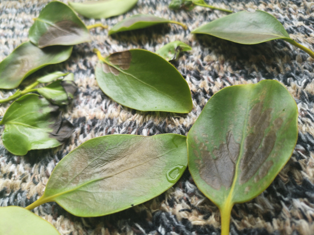 Griselinia Littoralis leaves turning black suddenly — BBC Gardeners