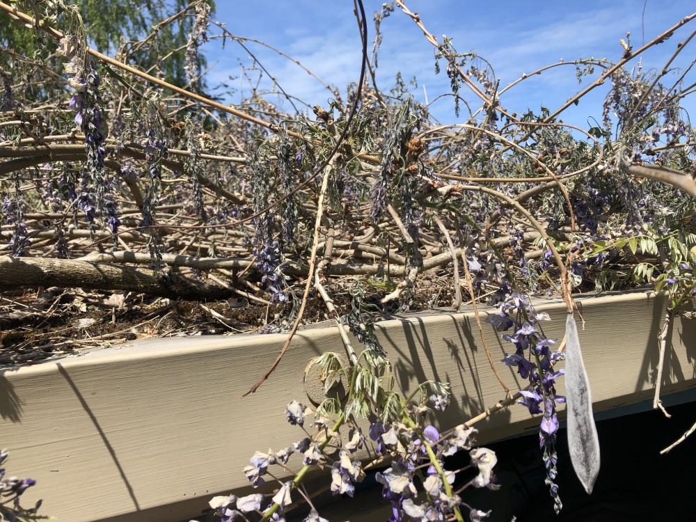Wisteria problem — BBC Gardeners' World Magazine