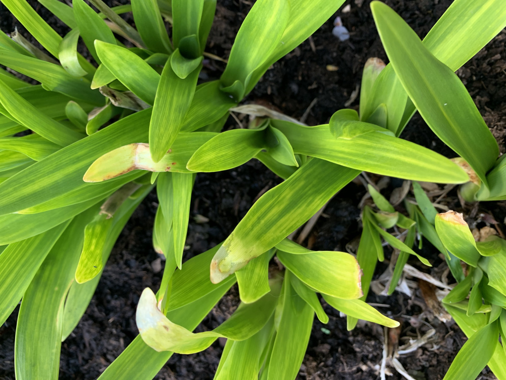 Agapanthus yellow stripes on new leaf growth — BBC Gardeners