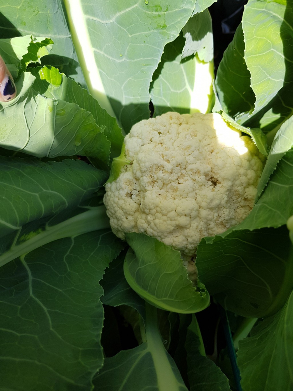 Cauliflower Can it be grown all year round? — BBC Gardeners' World