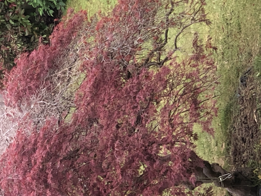 Acacia tree looks like it’s dying — BBC Gardeners' World Magazine