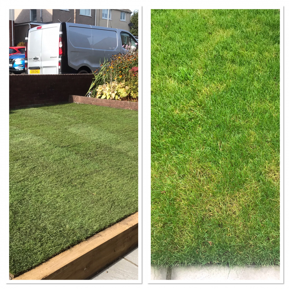 Yellowing grass — BBC Gardeners' World Magazine