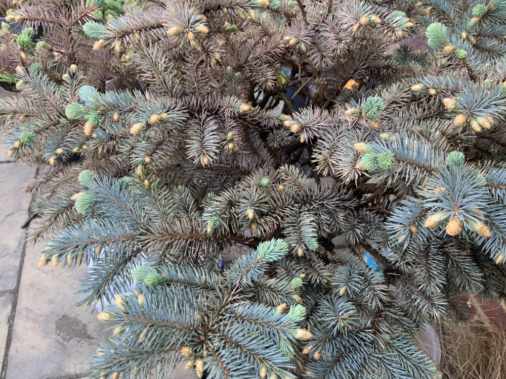 Pine dropping needles — BBC Gardeners' World Magazine