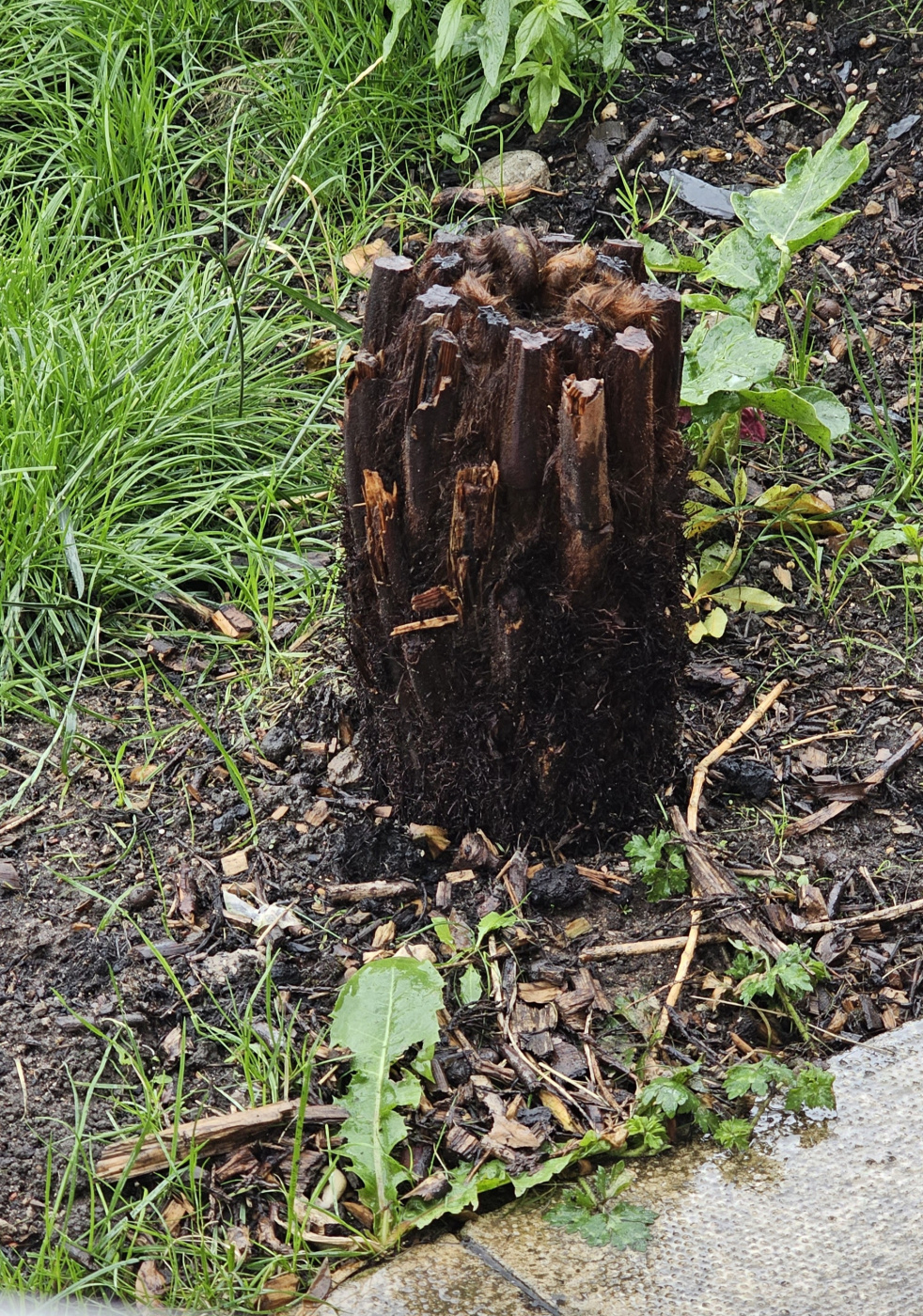 Tree Fern Problem, Is it dead? — BBC Gardeners' World Magazine