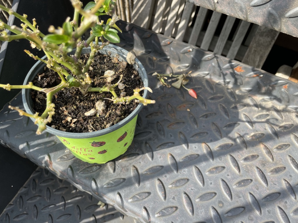 Who's destroying my plants? — BBC Gardeners' World Magazine
