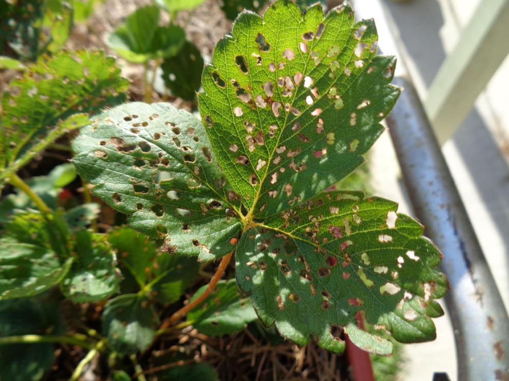 Small Holes Strawberry Leaves — BBC Gardeners' World Magazine