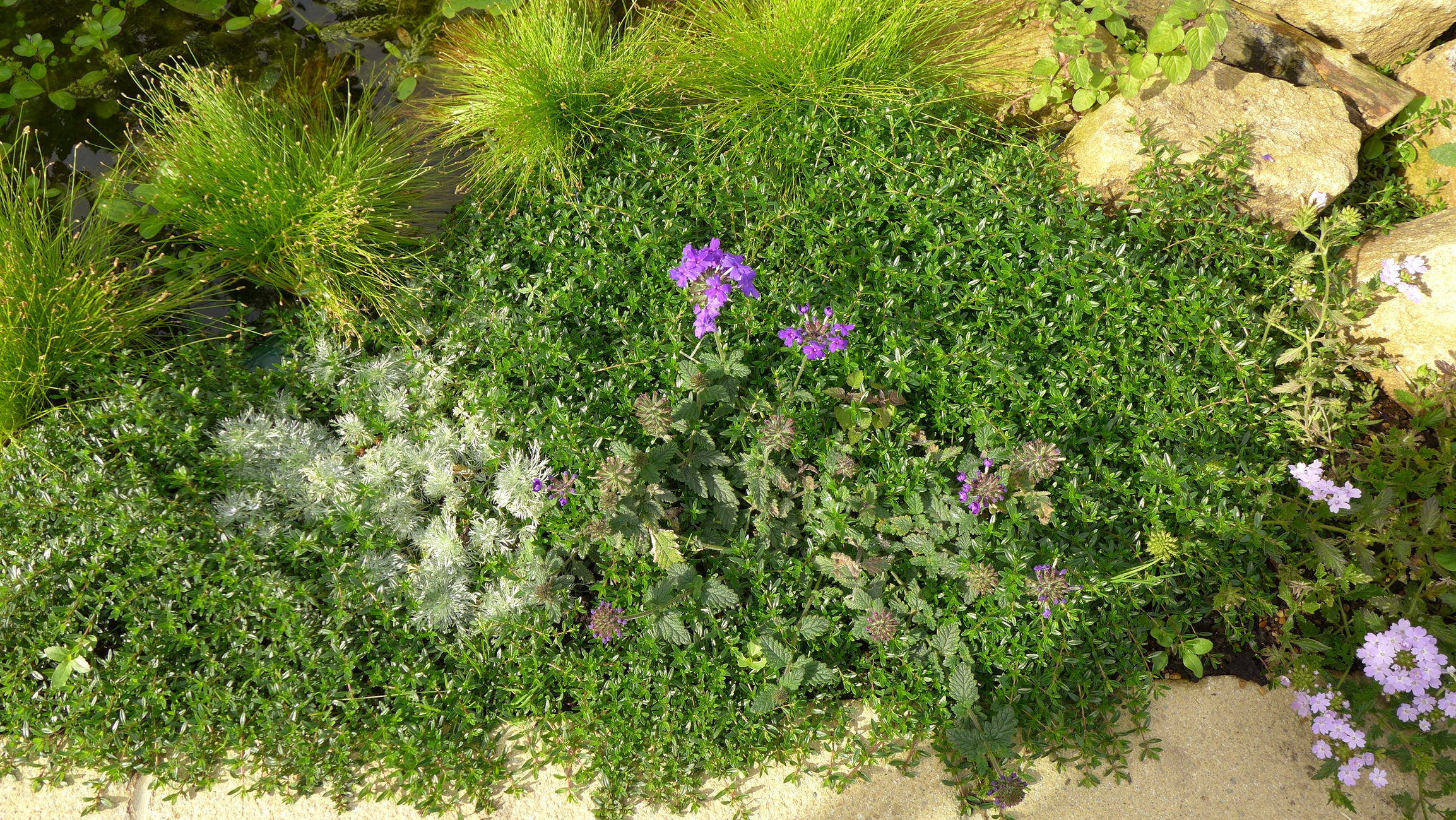 Has anyone grown a Creeping Thyme or Chamomile Lawn? — BBC Gardeners