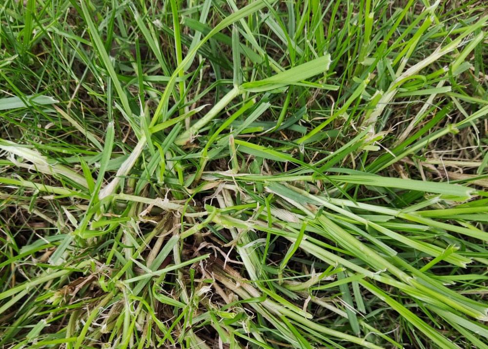 couch grass — BBC Gardeners' World Magazine
