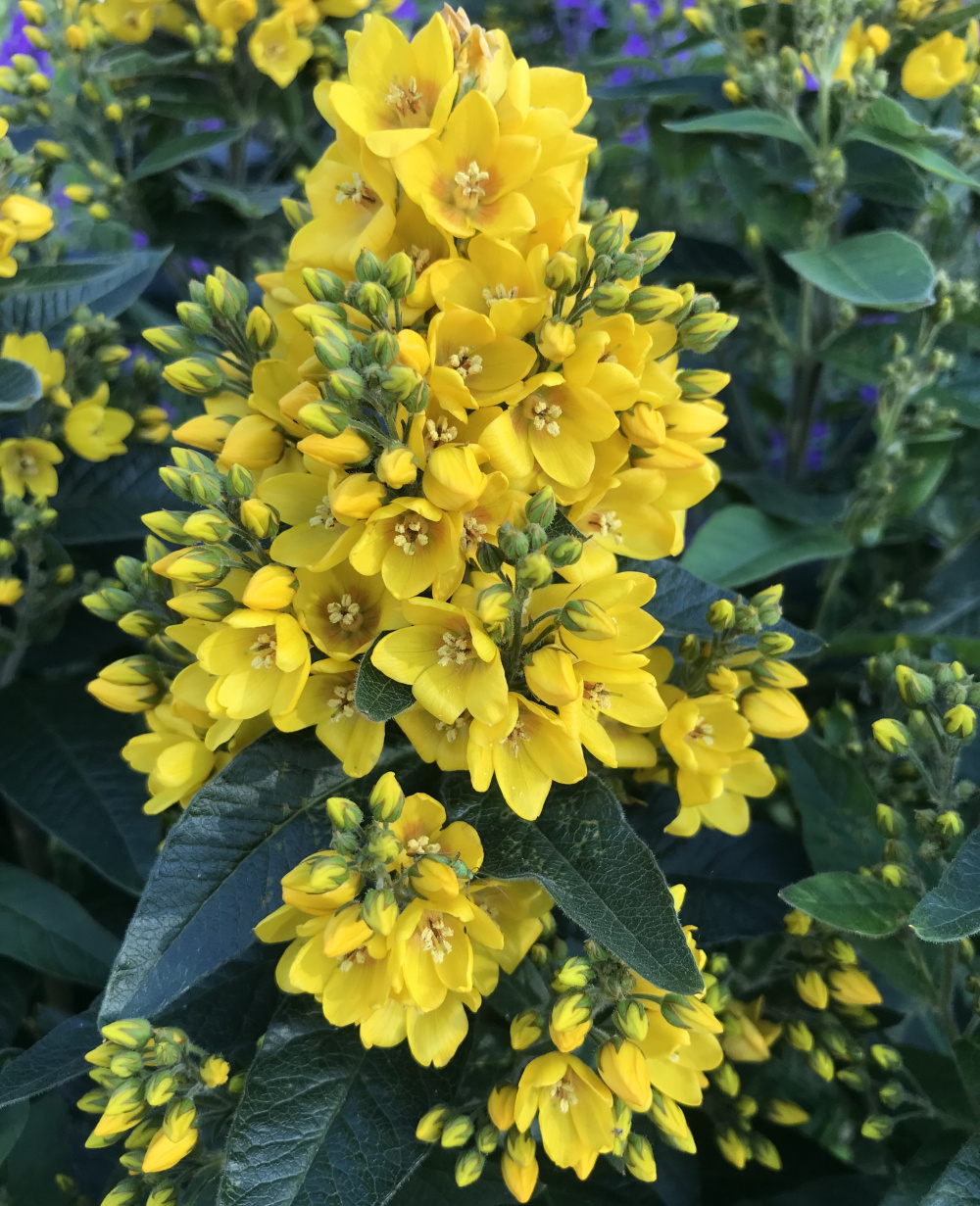What is this goldenflowered plant? — BBC Gardeners' World Magazine
