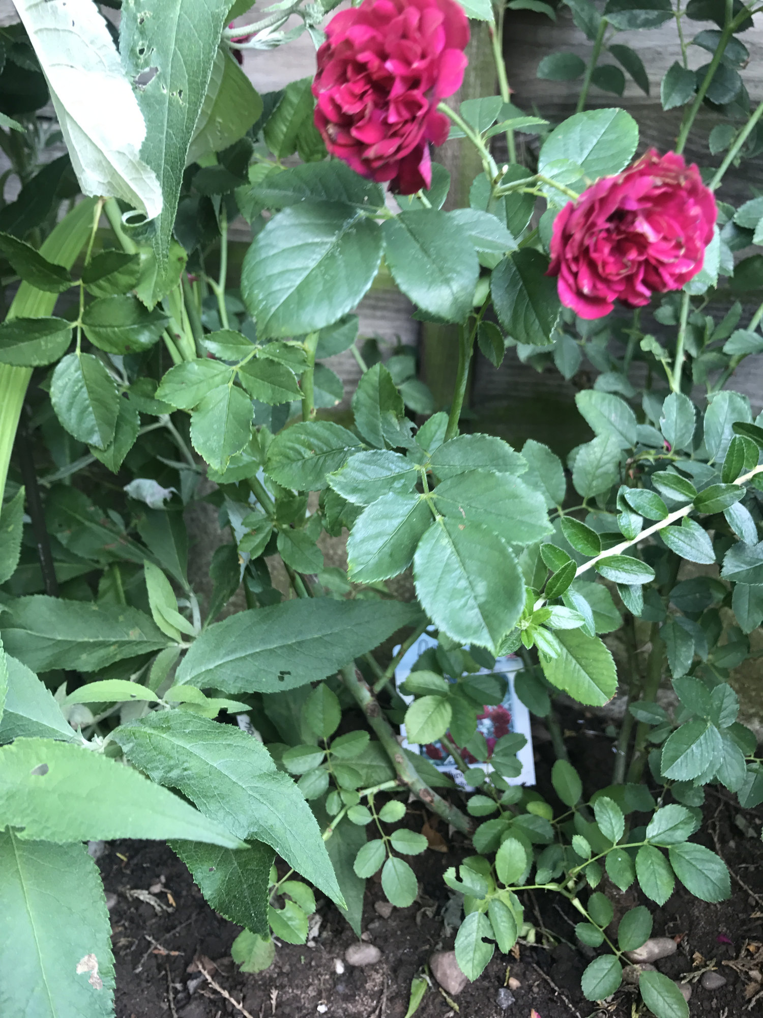 Drooping Rose Page 3 — BBC Gardeners' World Magazine