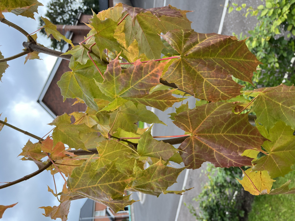Norway Maple Wilting — BBC Gardeners' World Magazine