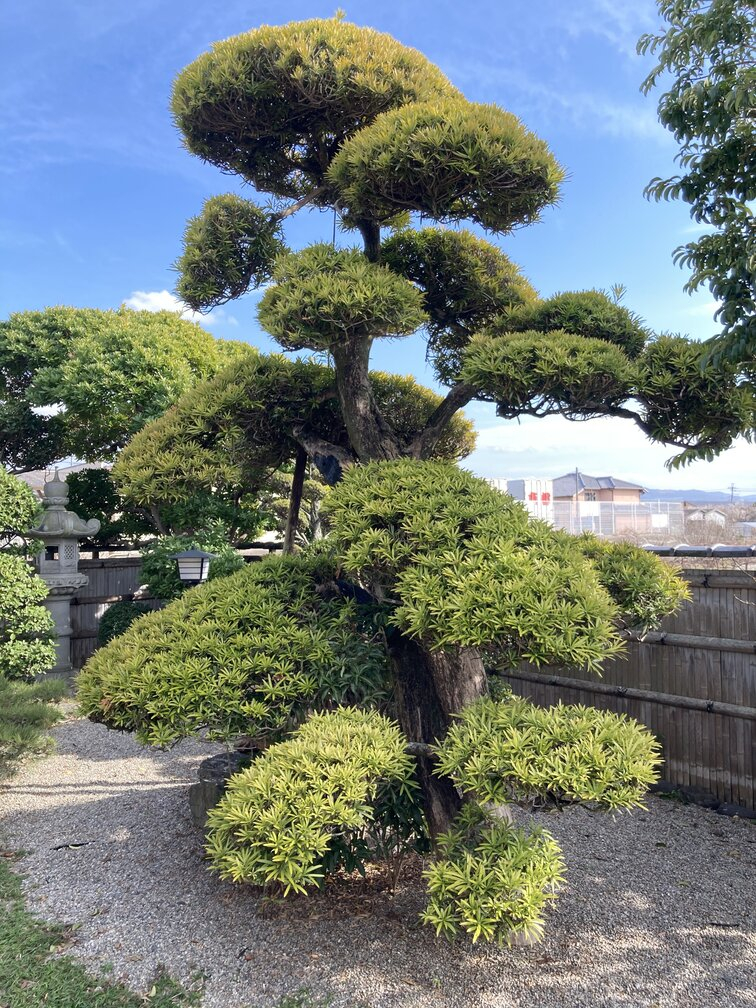 Advice about a Japanese garden - Page 5 — BBC Gardeners' World Magazine