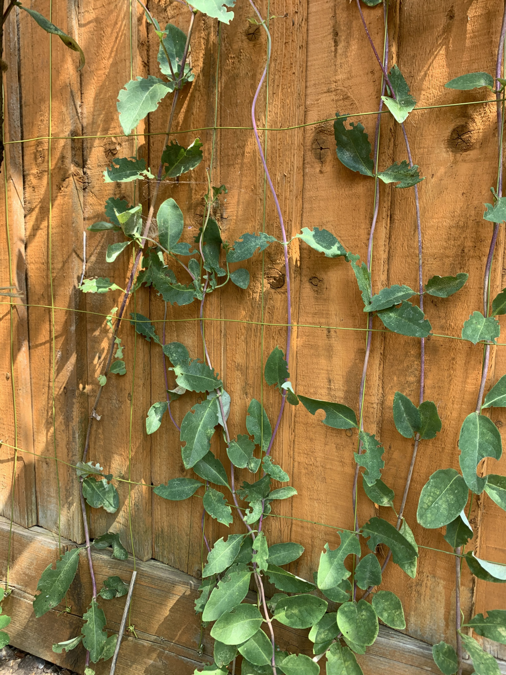 What is eating my plants?? — BBC Gardeners' World Magazine