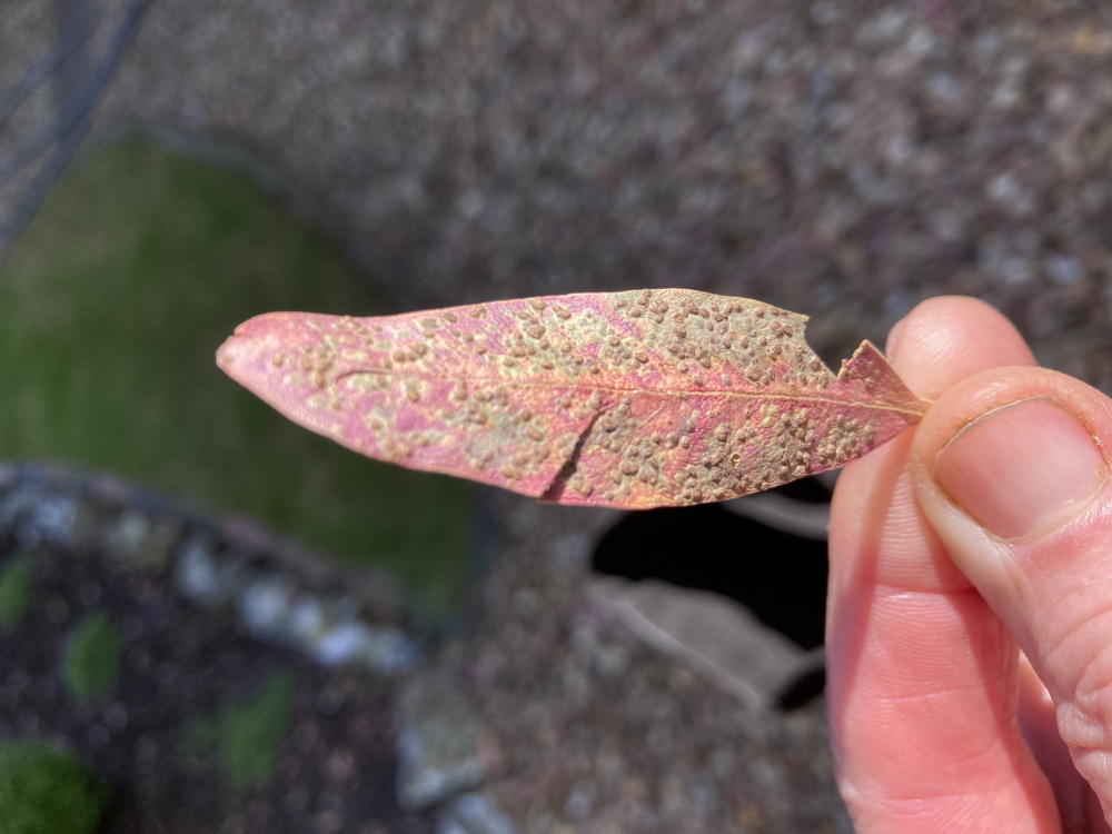 Eucalyptus tree — BBC Gardeners' World Magazine