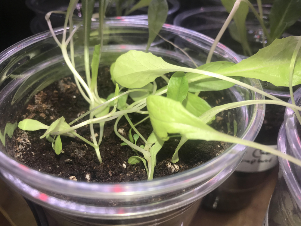 Lettuce leggy and falling over? — BBC Gardeners' World Magazine