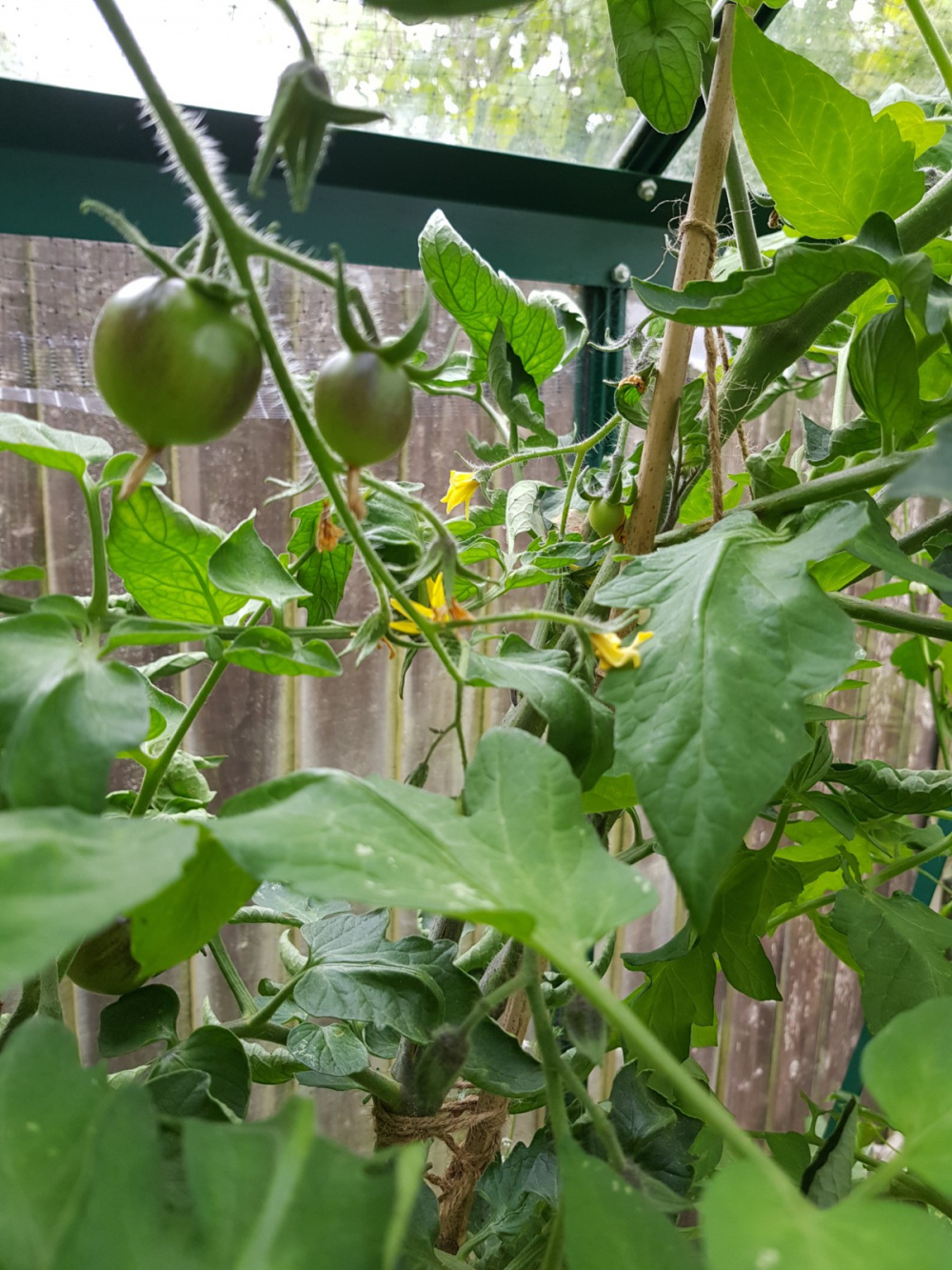 Broken tomato plant — BBC Gardeners' World Magazine