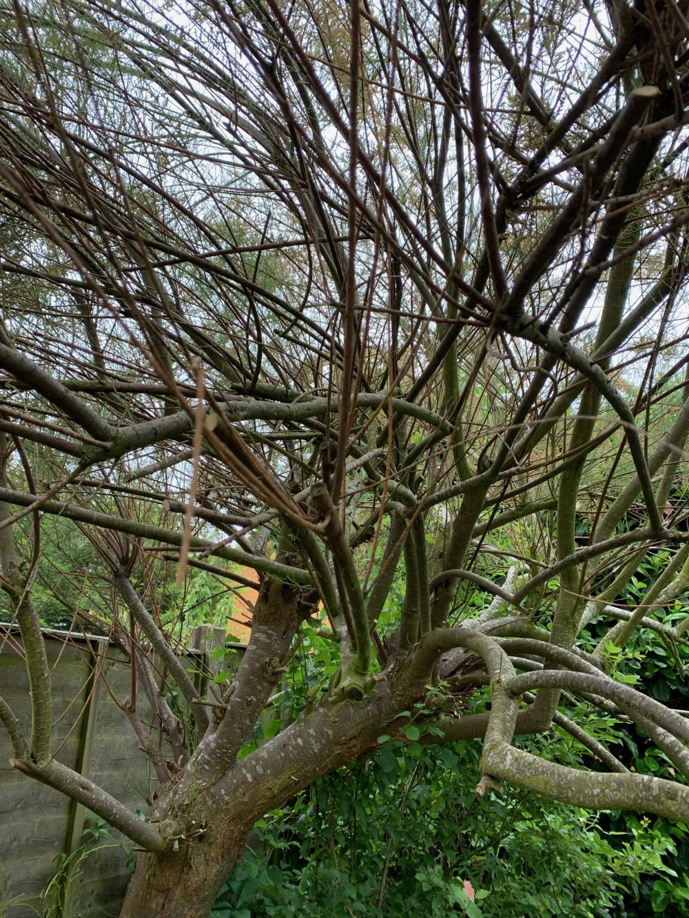 Tamarisk Tree Pruning (woody) — BBC Gardeners' World Magazine