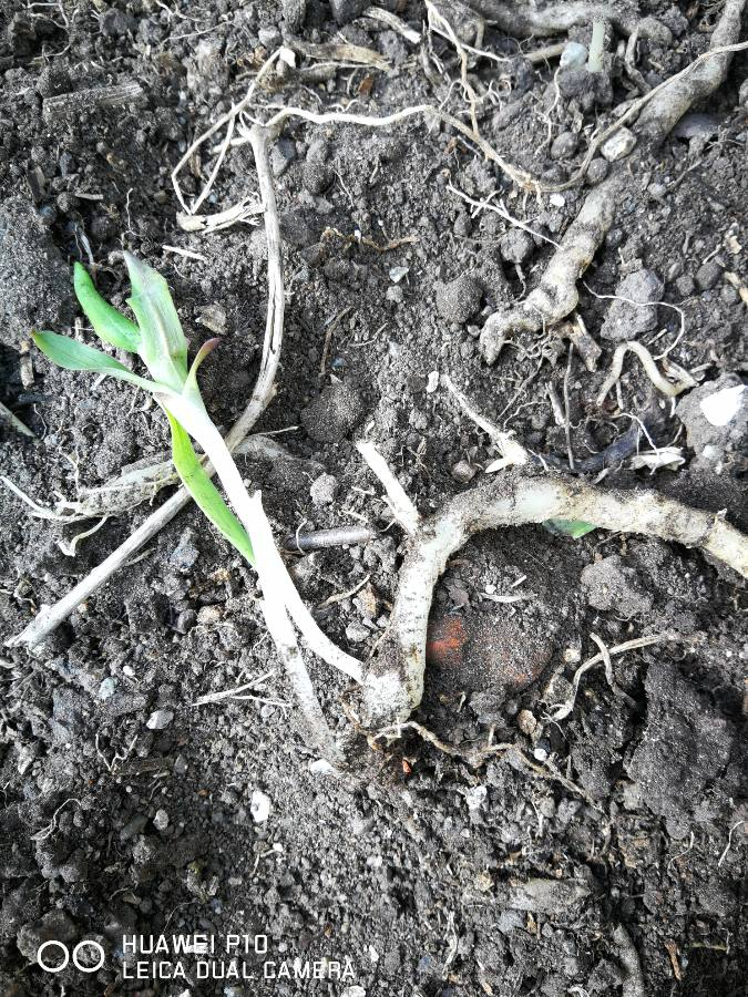 Invasive Root System — BBC Gardeners' World Magazine