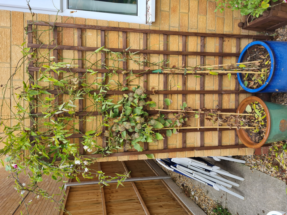 Jasmine Pruning — BBC Gardeners' World Magazine