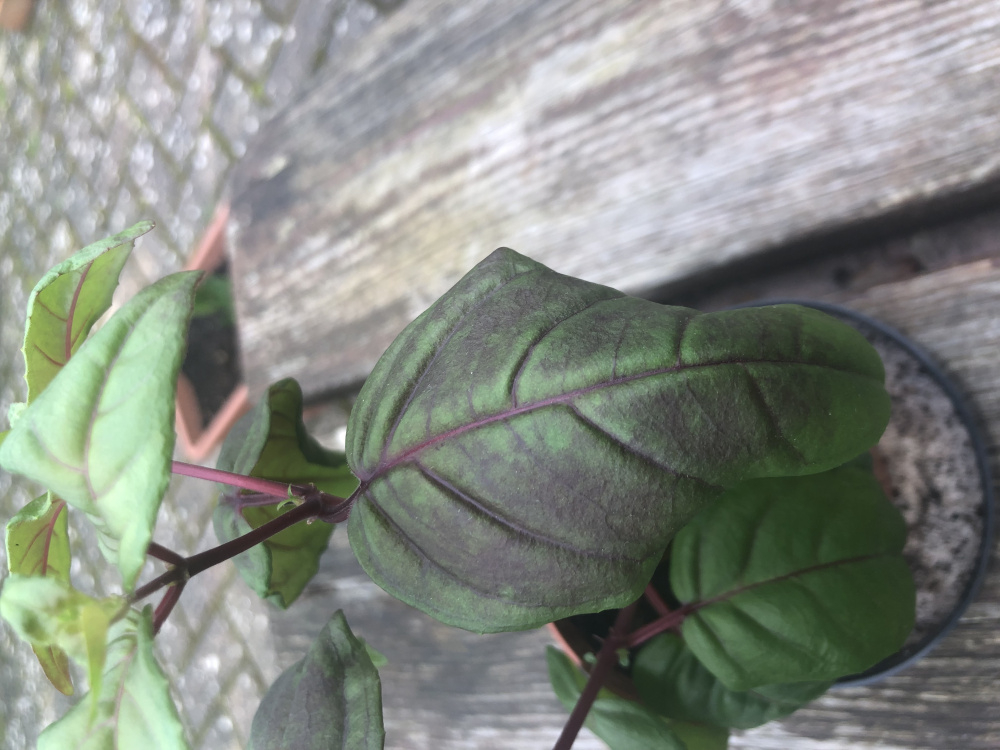 Fuchsia dropping buds Page 2 — BBC Gardeners' World Magazine