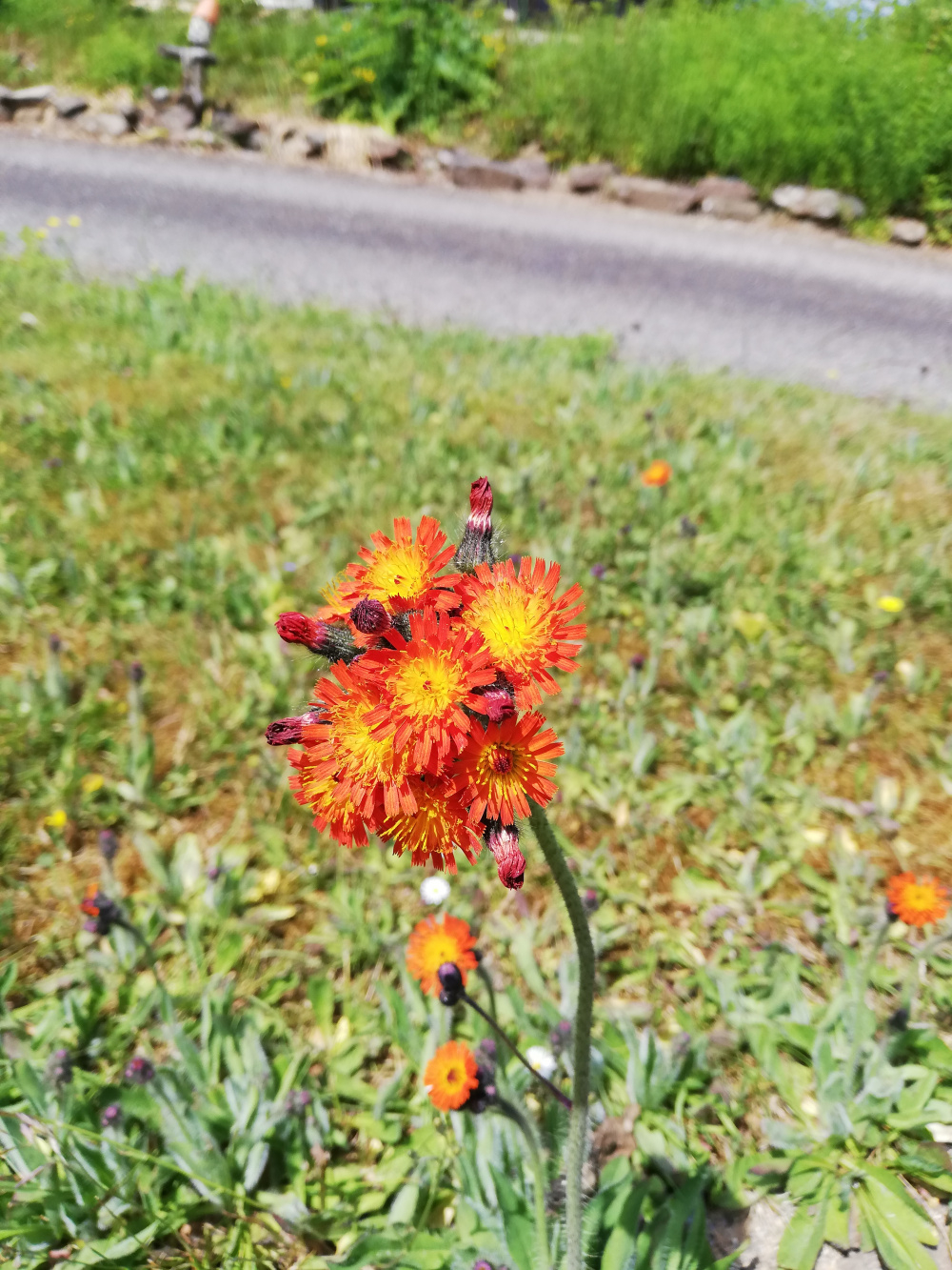 What is this beautiful plant please? — BBC Gardeners' World Magazine