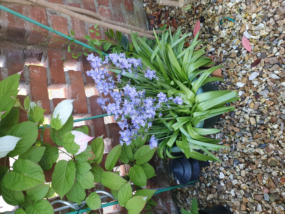 Lily of the valley - Page 2 — BBC Gardeners' World Magazine