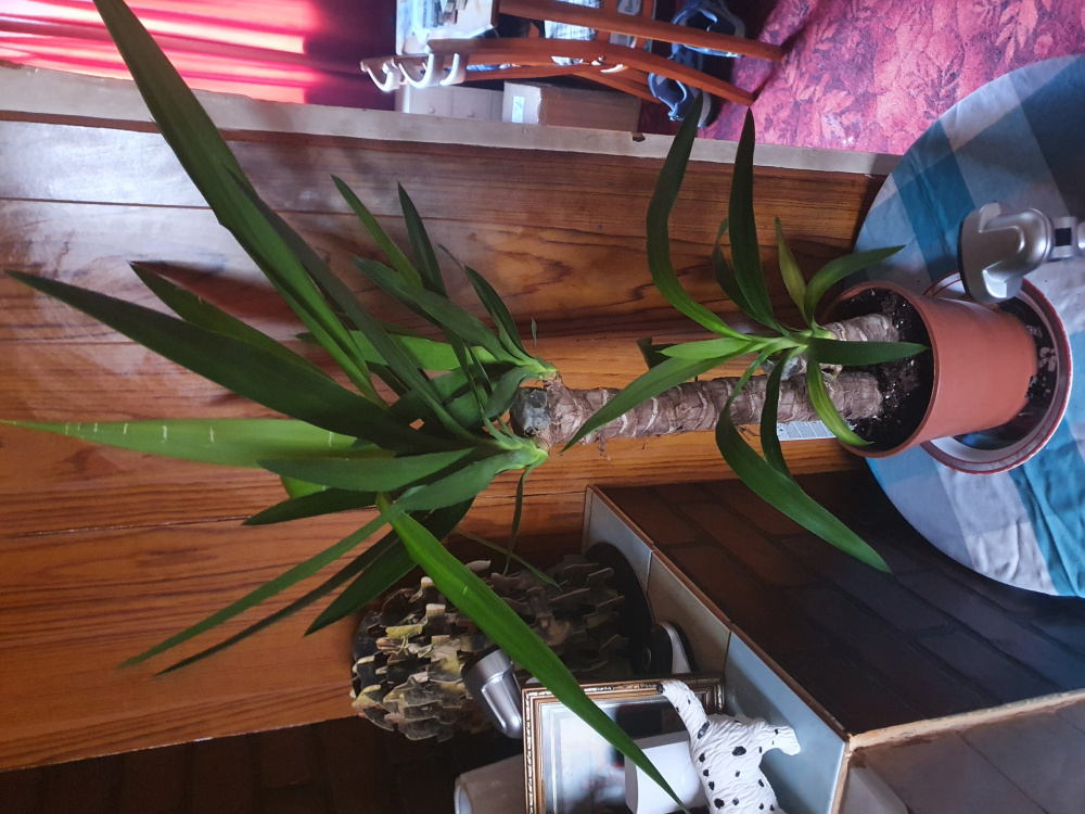 Yucca soil just not drying out..3 weeks and it's still damp — BBC