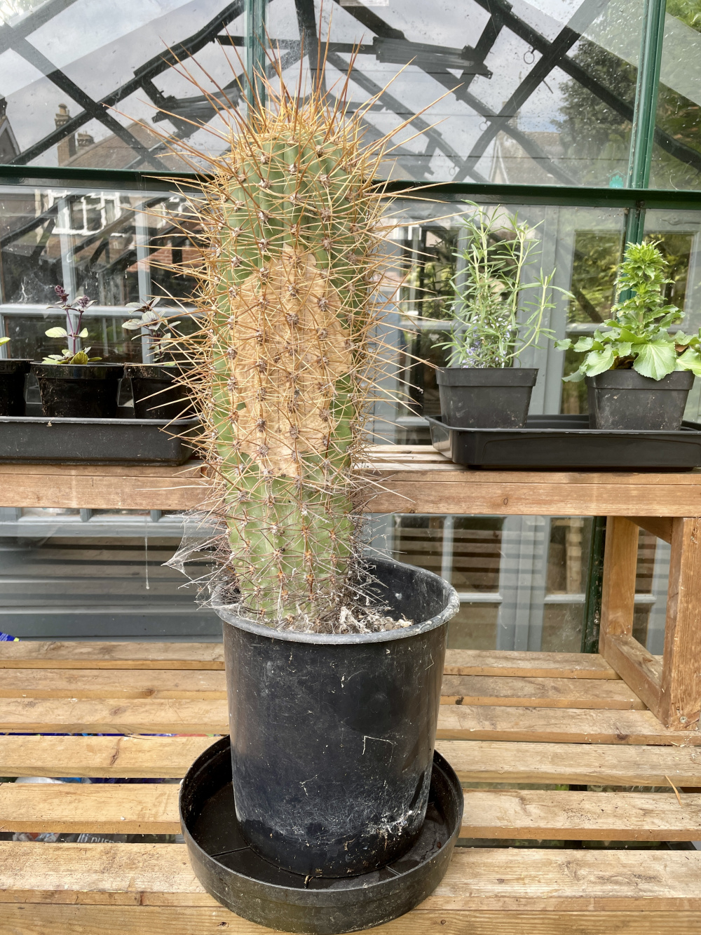 Cactus turning brown — BBC Gardeners' World Magazine
