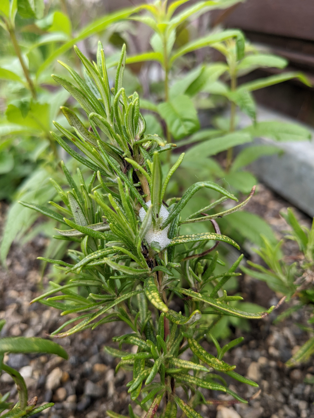 Foam on rosemary — BBC Gardeners' World Magazine