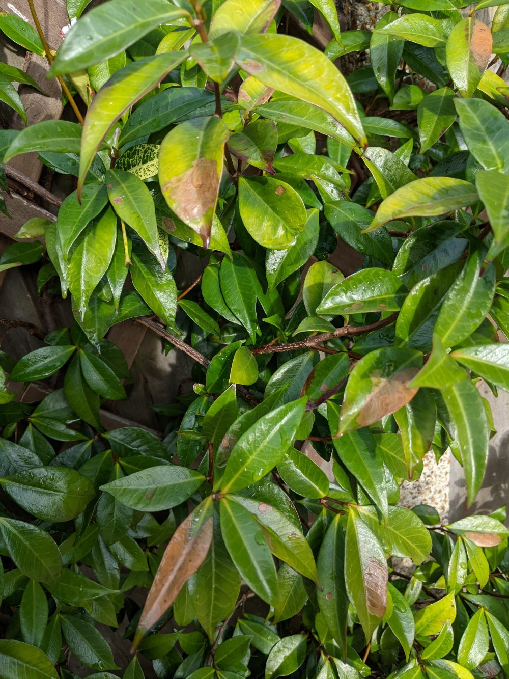 Star Jasmine (trachelospermum) leaves brown — BBC Gardeners' World Magazine