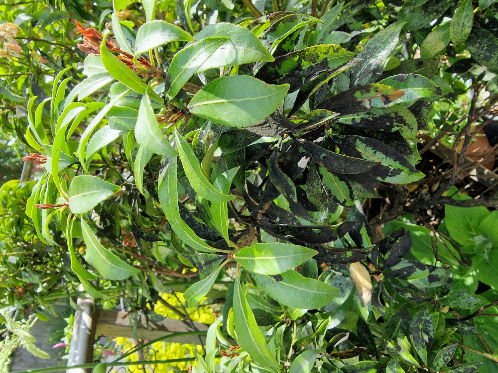 Black of pieris leaves — BBC Gardeners' World Magazine