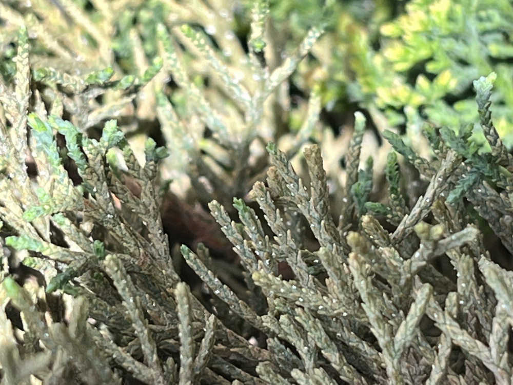 Italian Cypress Trees Dying — BBC Gardeners' World Magazine