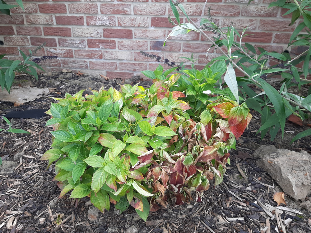 Dying Hydrangea? — BBC Gardeners' World Magazine