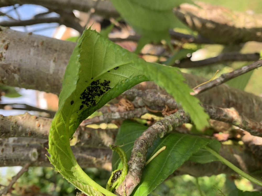 Bugs on cherry tree — BBC Gardeners' World Magazine
