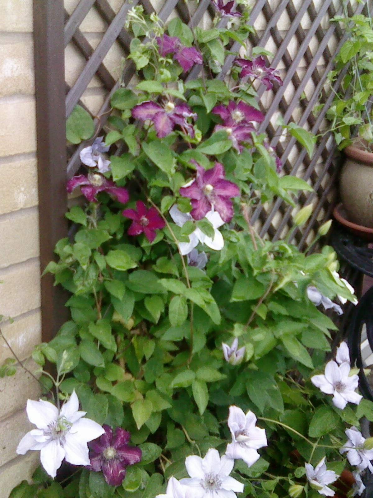 Two Clematis in the same pot — BBC Gardeners' World Magazine