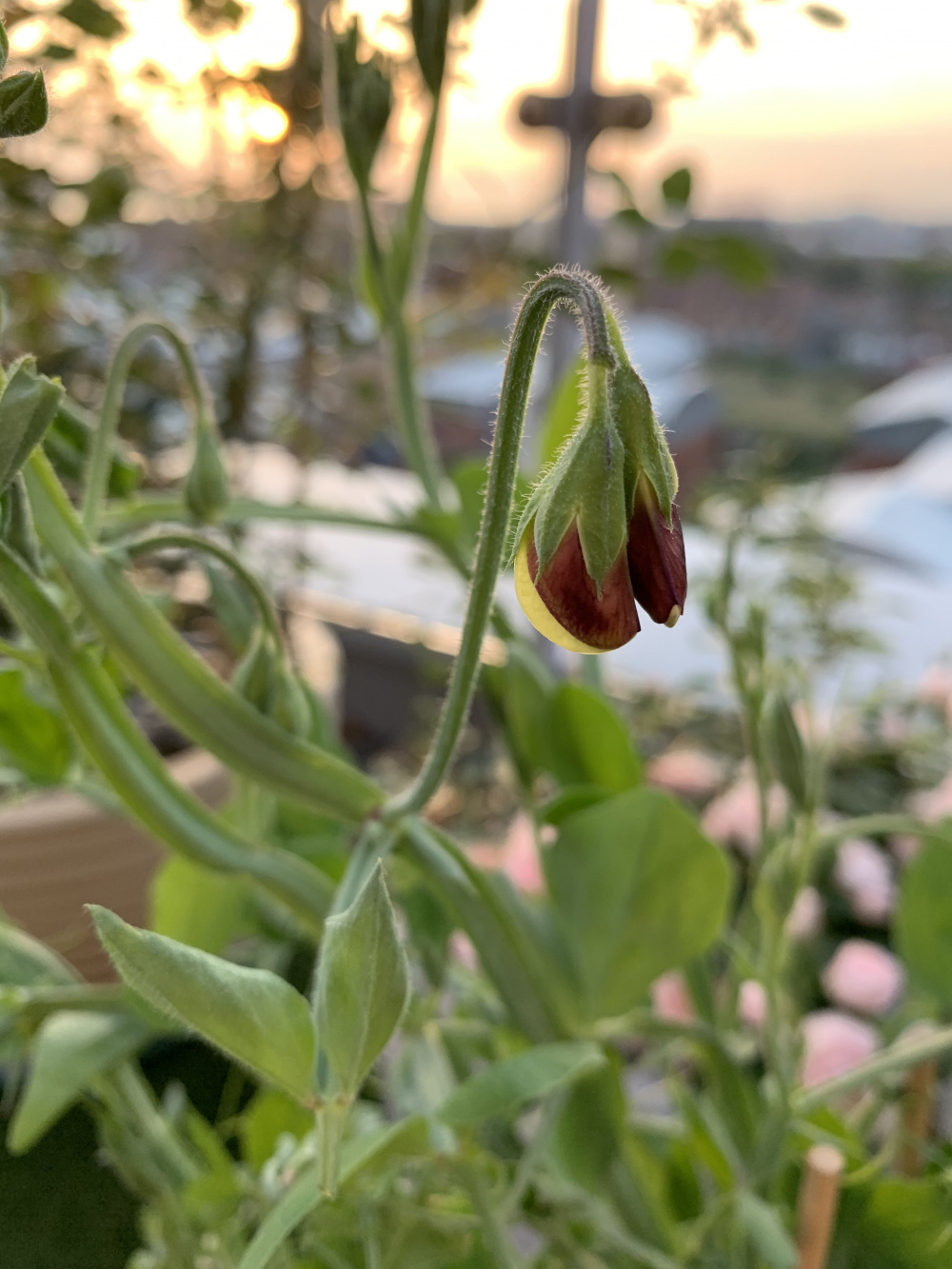 Sweet Peas Not Flowering — BBC Gardeners' World Magazine