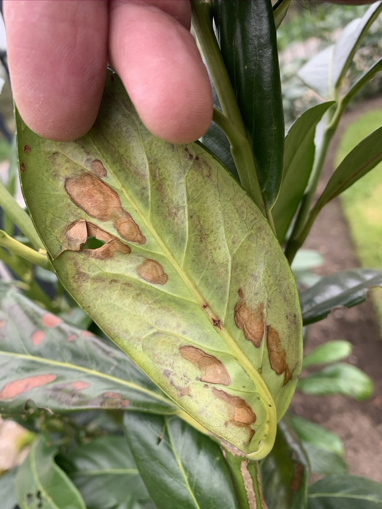 Diseased laurel hedge — BBC Gardeners' World Magazine