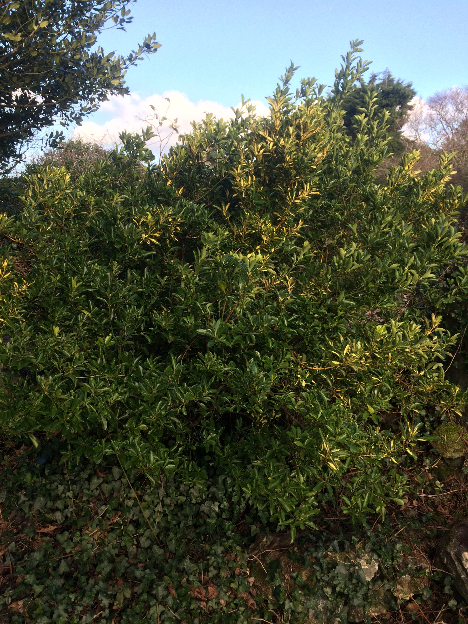 What are these two shrubs? — BBC Gardeners' World Magazine
