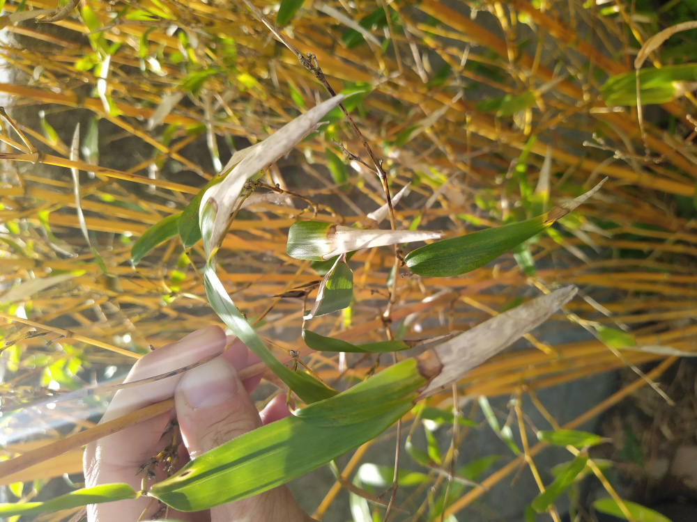 Dried out bamboo leaves — BBC Gardeners' World Magazine