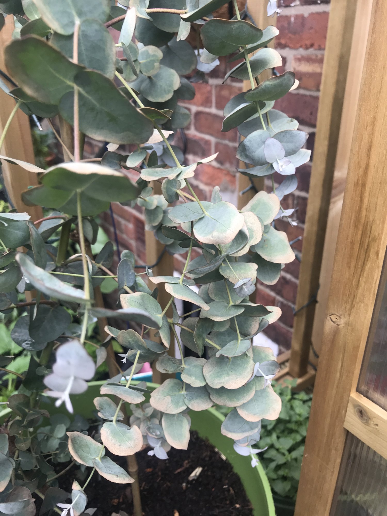 Sad Eucalyptus Gunnii help! — BBC Gardeners' World Magazine
